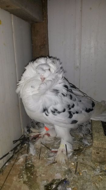 Mascul - 24 Gulerati de Bihor