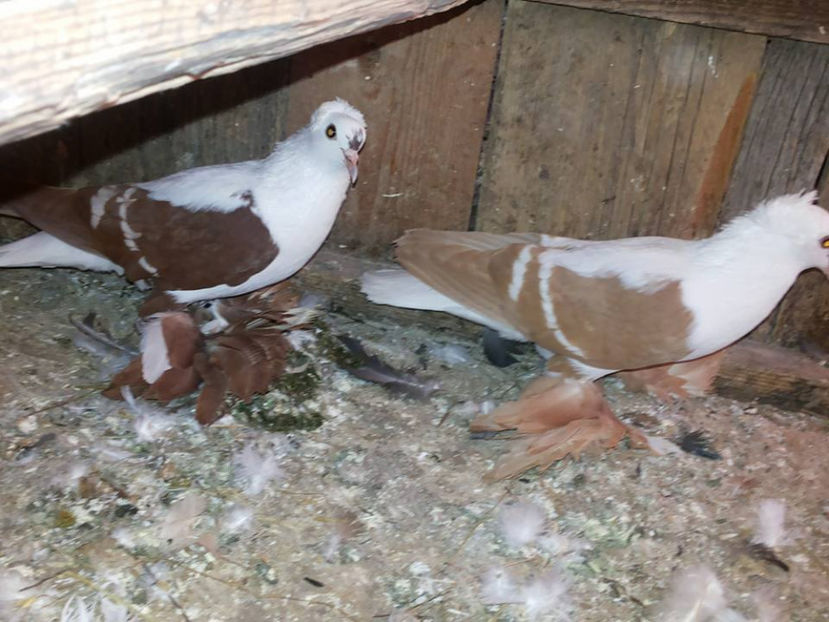  - Randunele de Saxonia