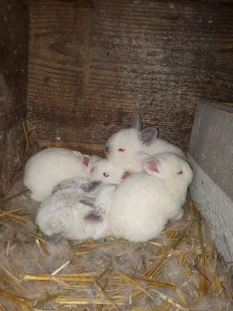 californian - de vanzare