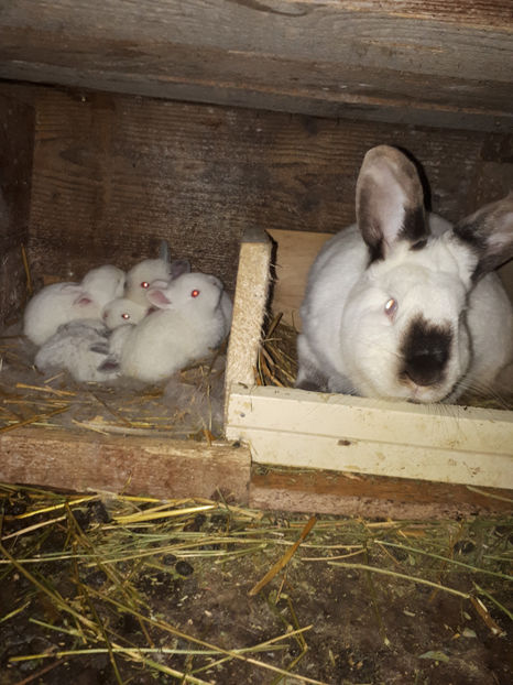 californian - de vanzare