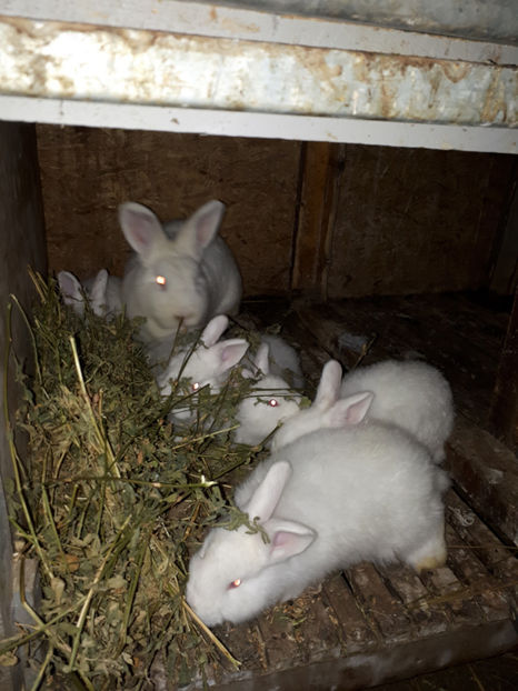 neozelandezi - de vanzare