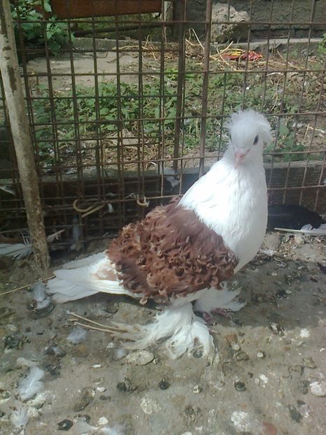 Femela 2, 2016 - D ___ CRETI  FRANCEZI CAPACITI