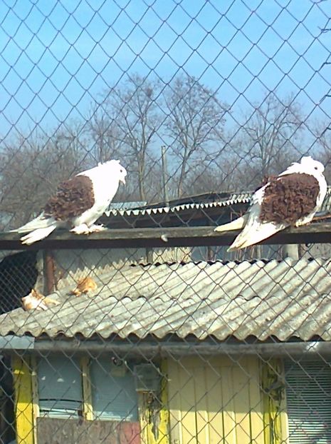 Perechea 2 - D ___ CRETI  FRANCEZI CAPACITI