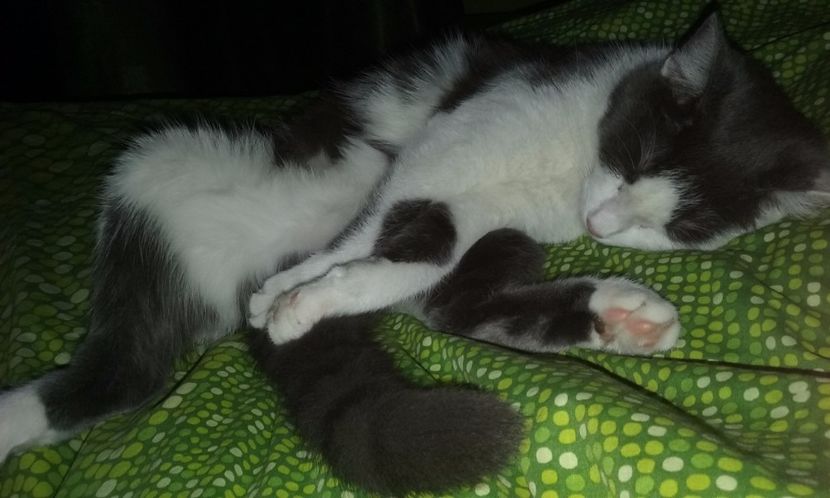 Ce bine dorm!!! - ELSA