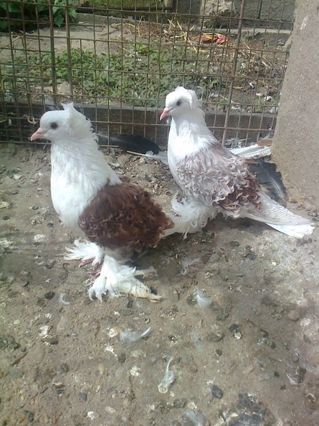 Fotografie2337 - D ___ CRETI  FRANCEZI CAPACITI