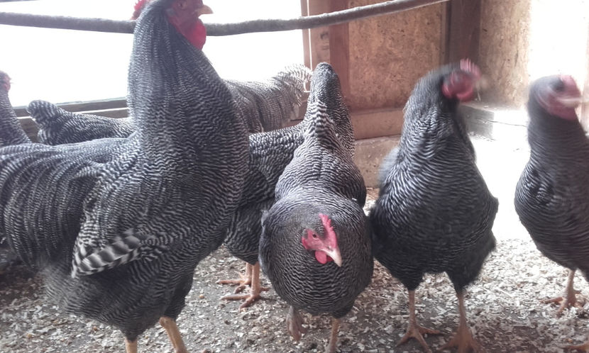  - Plymouth Rock Barat