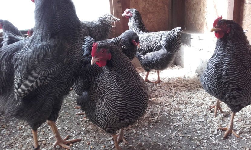  - Plymouth Rock Barat