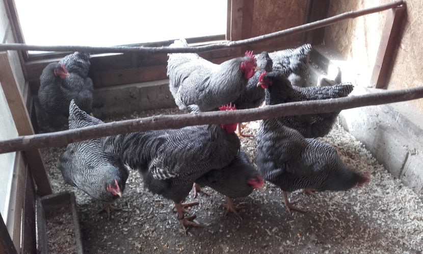  - Plymouth Rock Barat