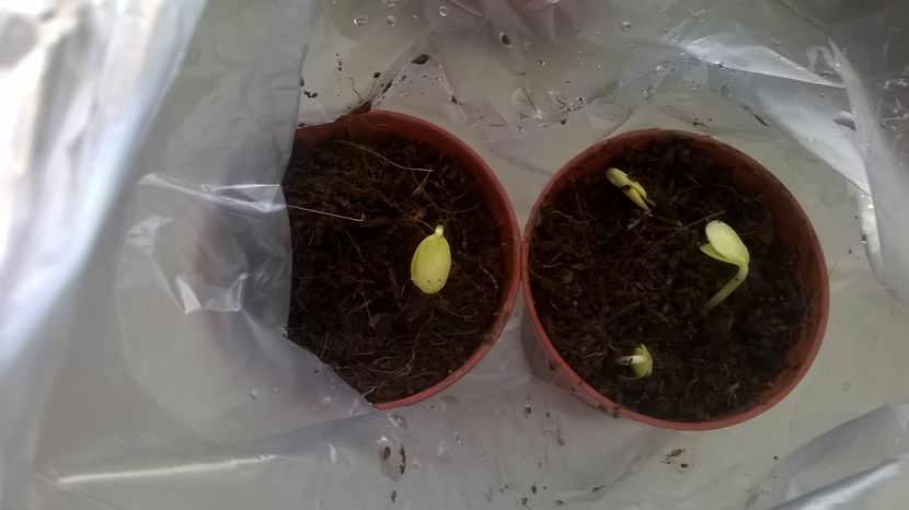 am introdus gjivecele in punga  de plastic  si in trei zile au scos capusorul - EXPERIENTE