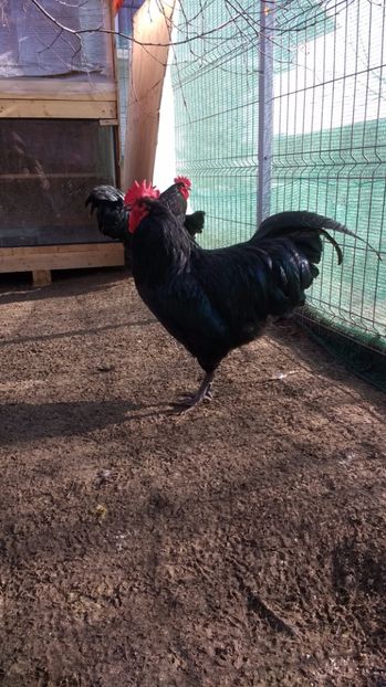 17 019 - austrolorp negru 2017