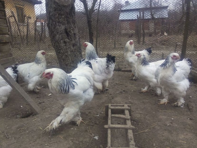 IMG-20170309-WA0002 - Gaini brahma hd