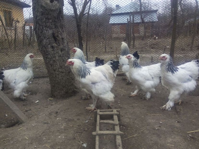 IMG-20170309-WA0003 - Gaini brahma hd