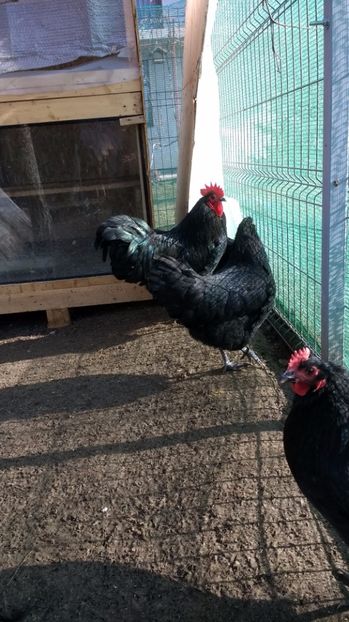 17 021 - austrolorp negru 2017