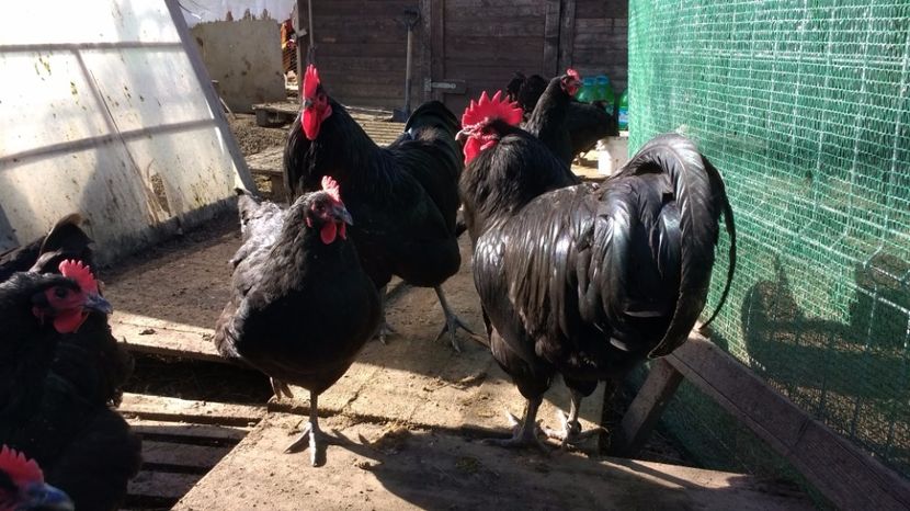 17 008 - austrolorp negru 2017