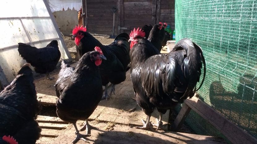 17 009 - austrolorp negru 2017