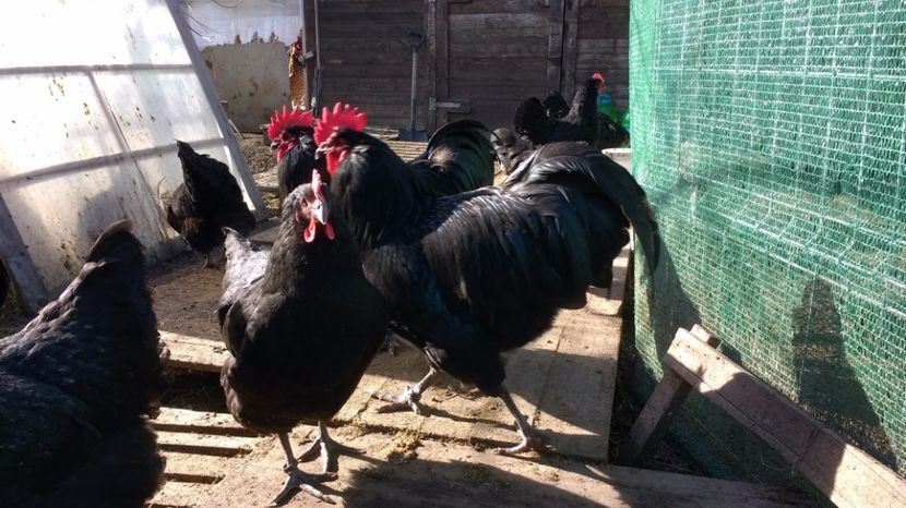 17 010 - austrolorp negru 2017