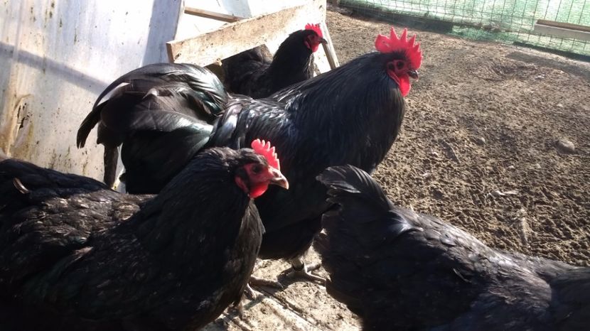 17 011 - austrolorp negru 2017