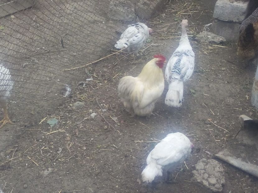  - Gaini cochinchina pitic albe