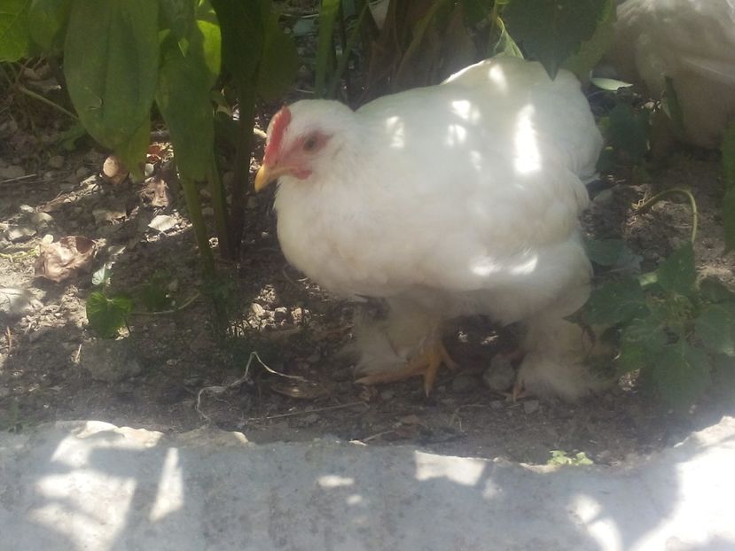  - Gaini cochinchina pitic albe