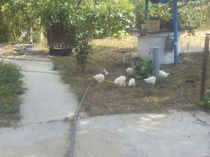  - Gaini cochinchina pitic albe