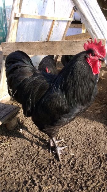 17 016 - austrolorp negru 2017