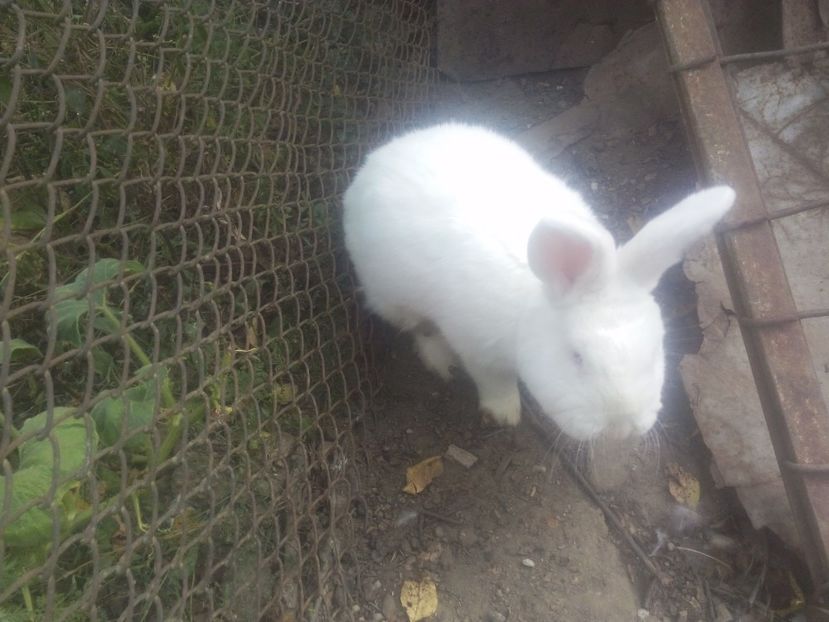  - iepuri neozeelandezi albi