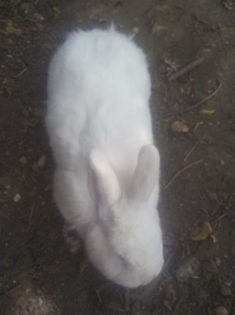  - iepuri neozeelandezi albi