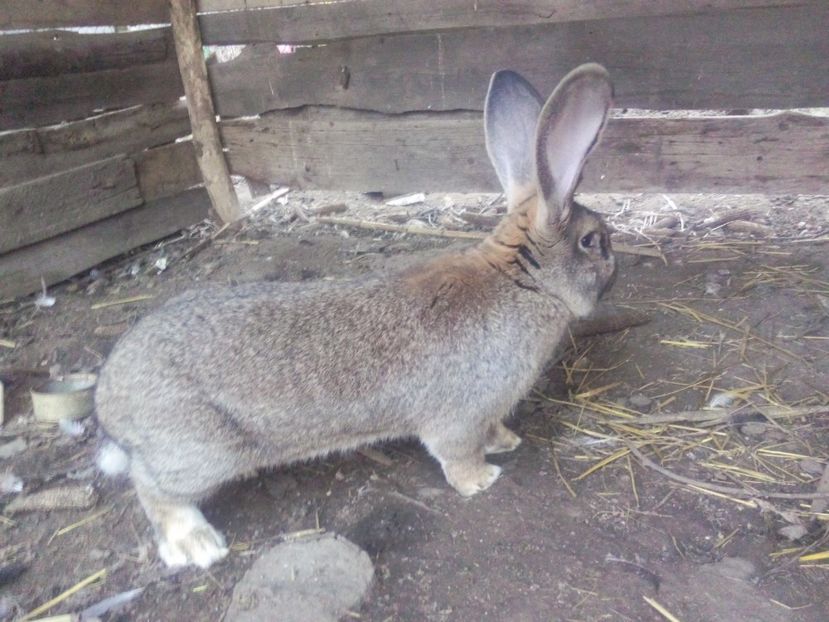  - Iepuri urias german