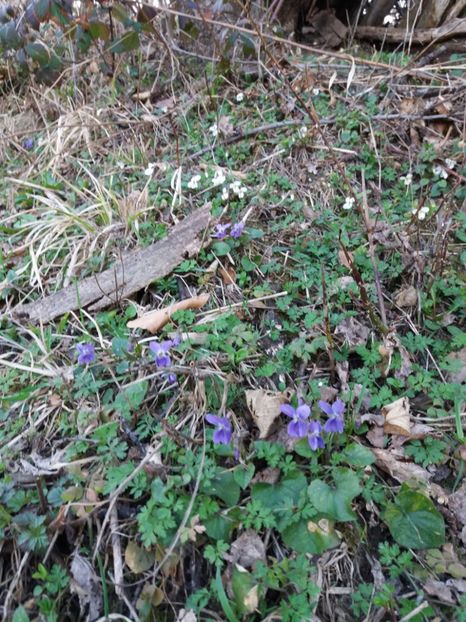  - Satul Hotaru Satul bunicilor