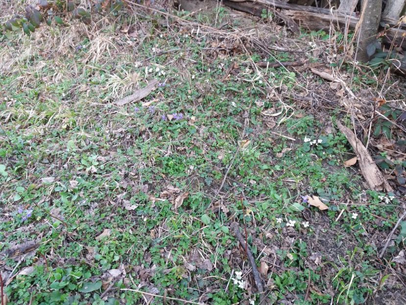  - Satul Hotaru Satul bunicilor