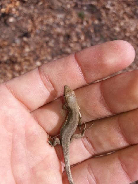  - Satul Hotaru Satul bunicilor