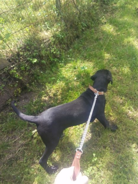 4 luni... - Paznicul gospodariei-cane corso