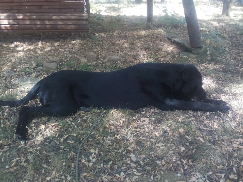 7 luni... - Paznicul gospodariei-cane corso