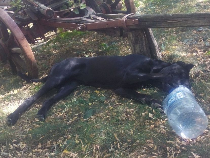  - Paznicul gospodariei-cane corso