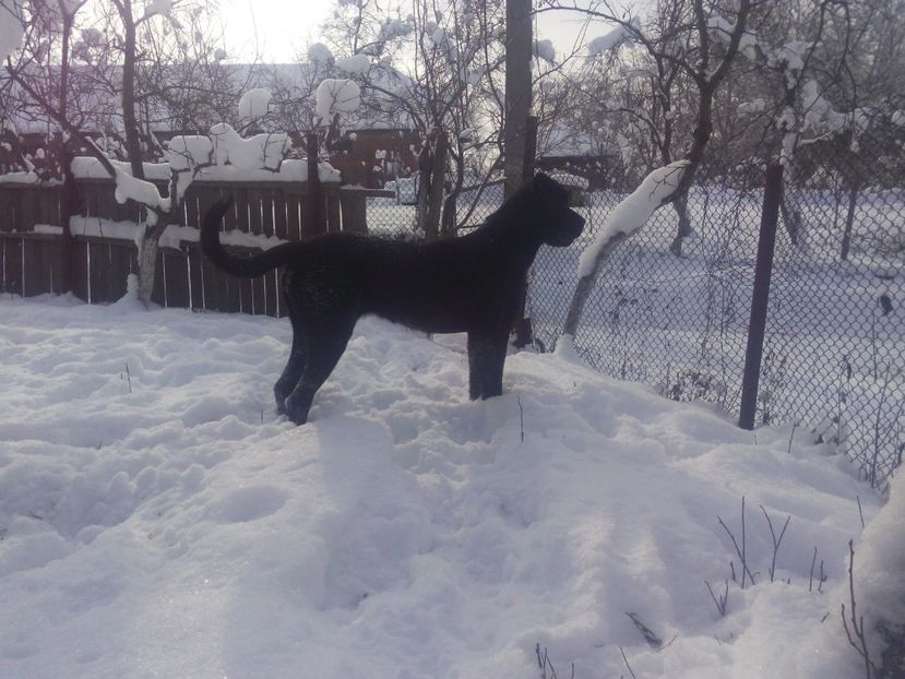 8 luni... - Paznicul gospodariei-cane corso