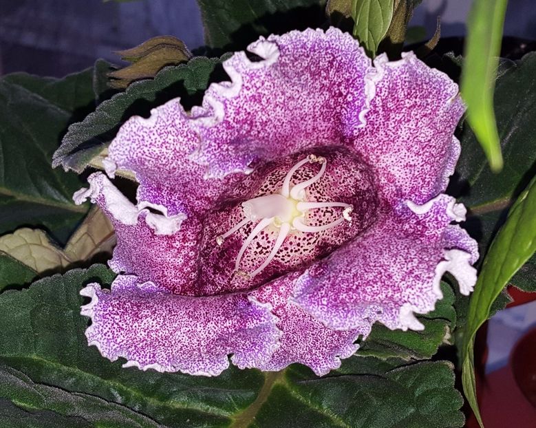  - Gloxinia