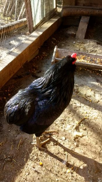 17 023 - araucana pitic