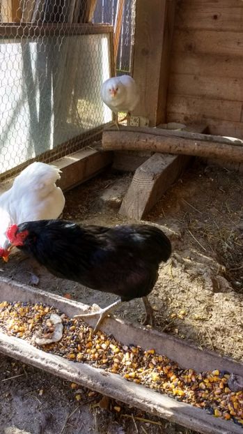 17 027 - araucana pitic