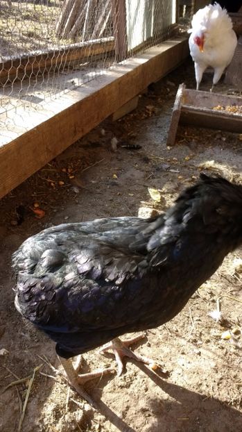 17 034 - araucana pitic