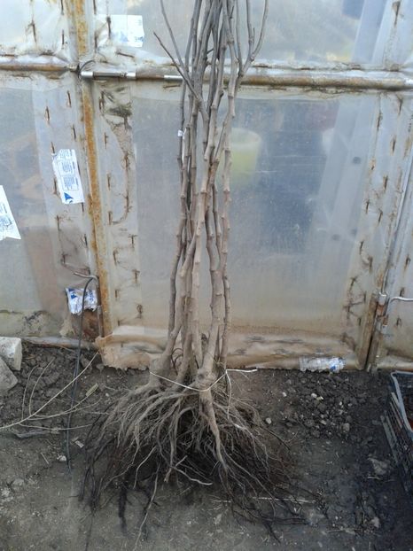 mosmon,an2,h=1,50m-25lei - 0 0 Arbusti fructiferi 2017-2018