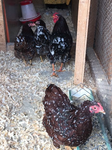 image - 2017 Wyandotte portelan pitic