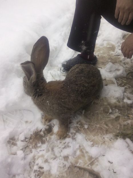  - Iepuri urias german