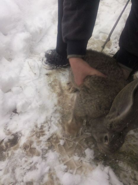 IMG-20160122-WA0014 - Iepuri urias german