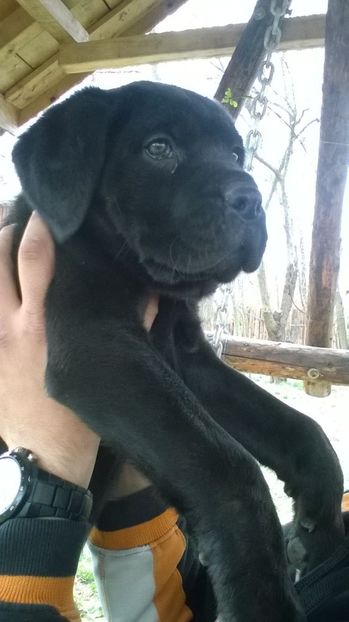 IMG-20160321-WA0002 - Paznicul gospodariei-cane corso