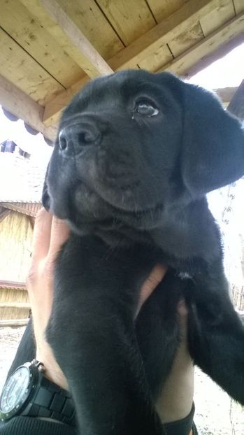 IMG-20160321-WA0003 - Paznicul gospodariei-cane corso