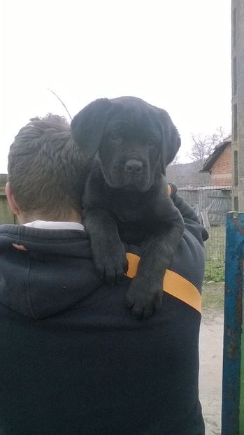 IMG-20160321-WA0013 - Paznicul gospodariei-cane corso