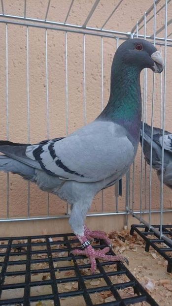 M 2016 d - 3 Masculi 2017