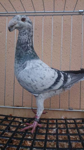 M 2016 D - 3 Masculi 2017