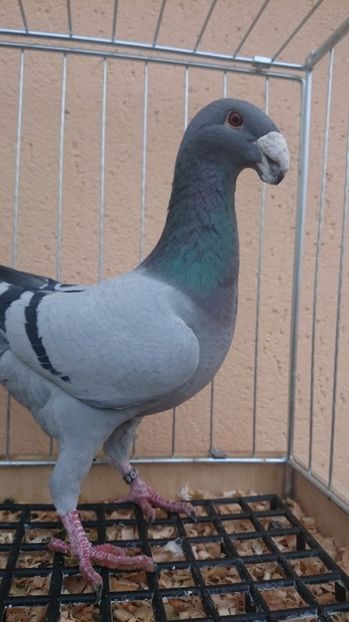 M 2016 D - 3 Masculi 2017