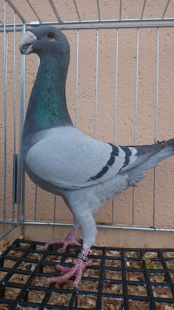 M 2016 D - 3 Masculi 2017